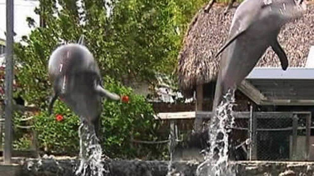 Delfines en Florida