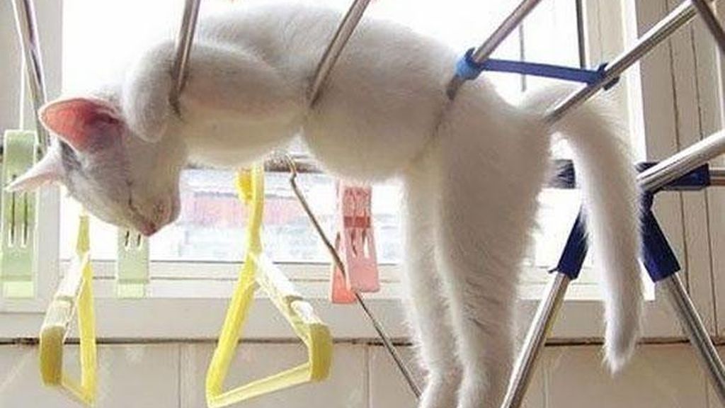 Cualquier lugar y momento es bueno para echar un sueño reparador