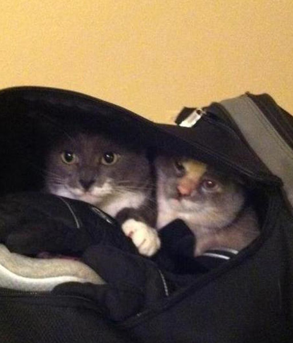 Mascotas viajeras