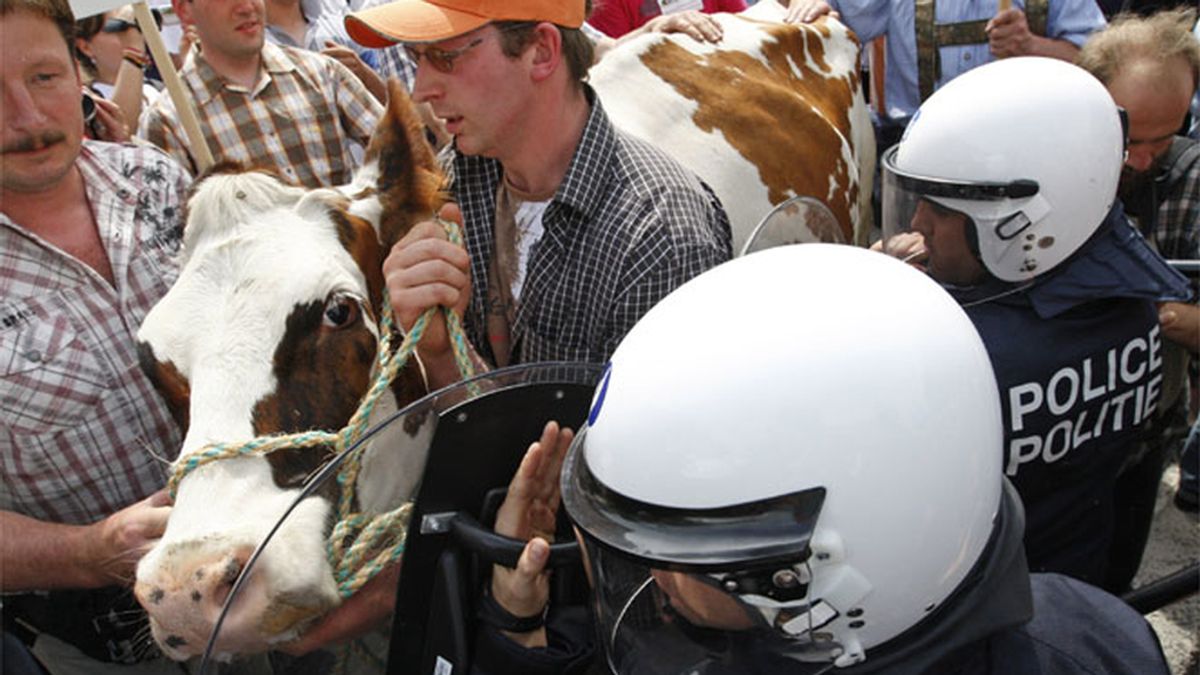 Cientos de ganaderos protestan por el precio de la leche en Bruselas