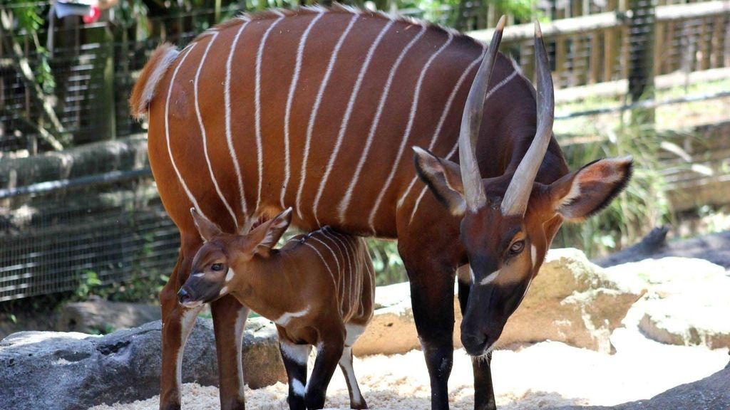 Una rara especie de antílope nacido en el zoológico Taronga