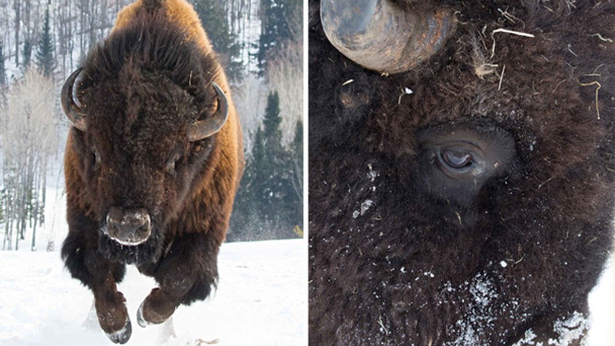 Un bisonte desbocado en Canadá