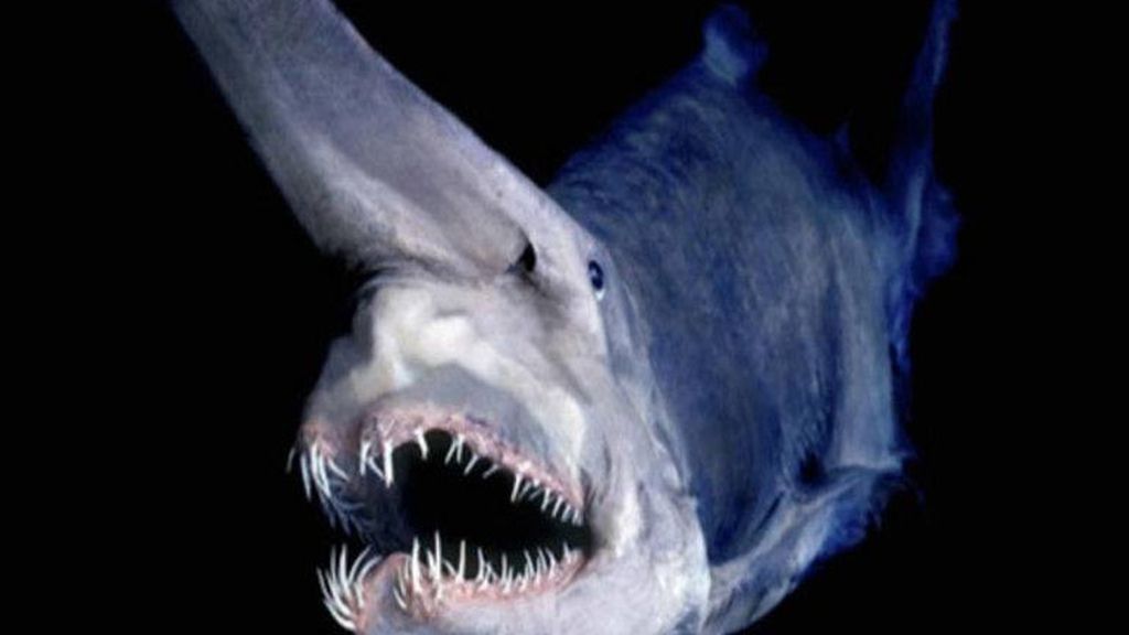 Las criaturas más terroríficas del océano