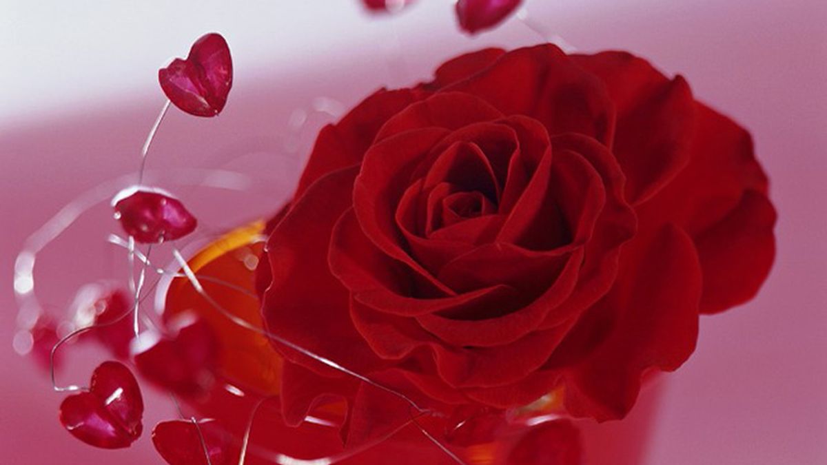 Flores rojas y corazones por San Valentín