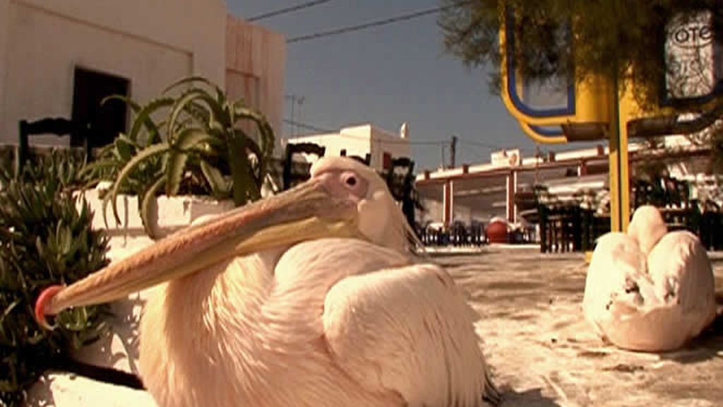 Pelicanos en la isla