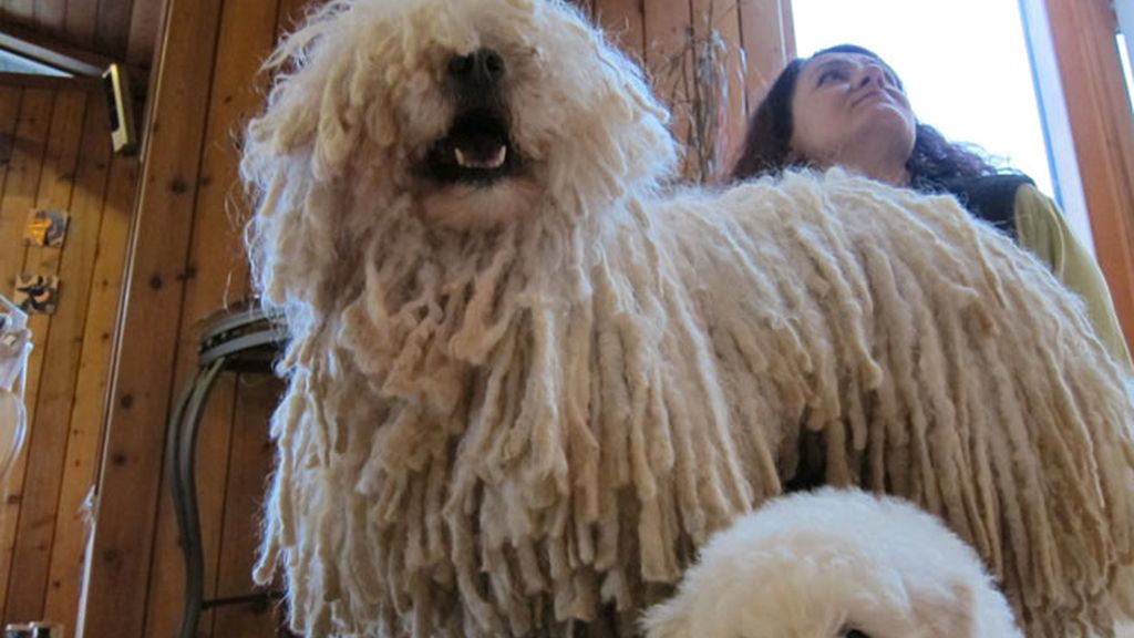 Zuckerberg tiene corazón y un perrito (del que es fan)