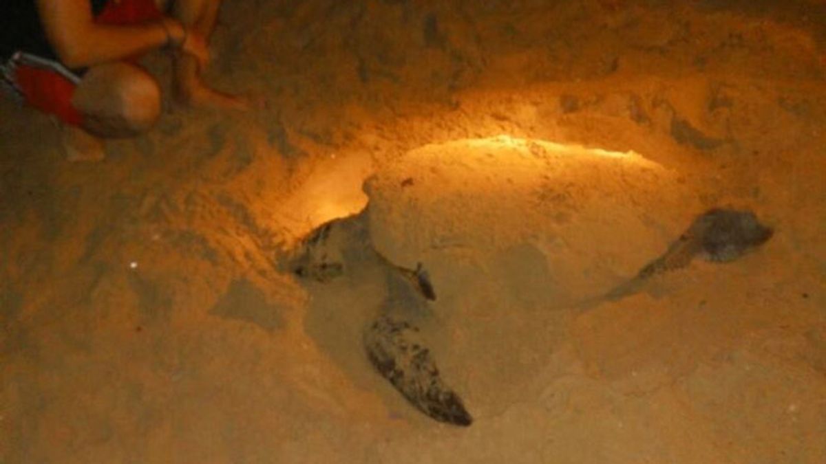 Hallan una tortuga boba desovando en una playa de Torrevieja