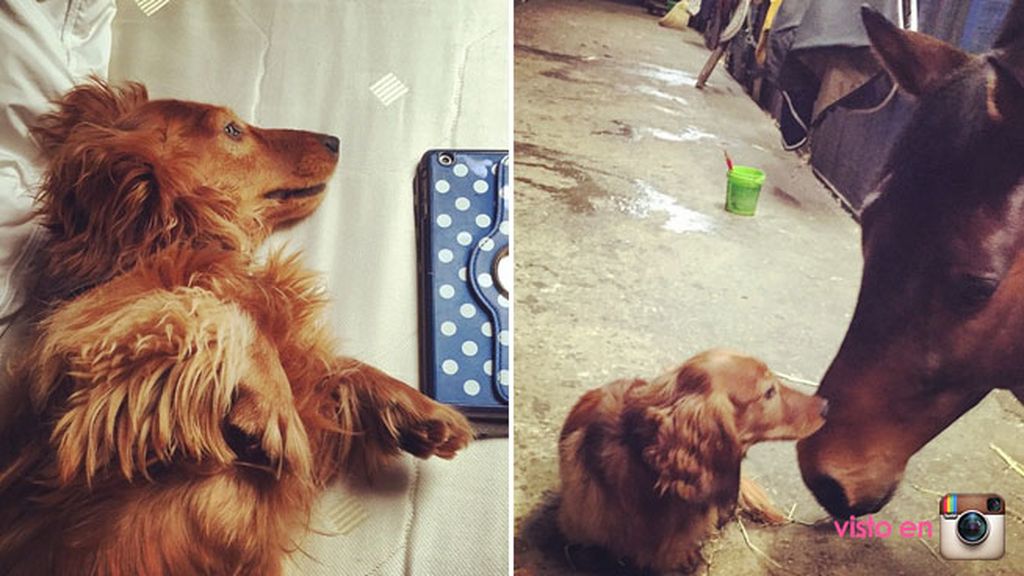 "Amo a estos chicos", titulaba con la imagen de su novio y su perro