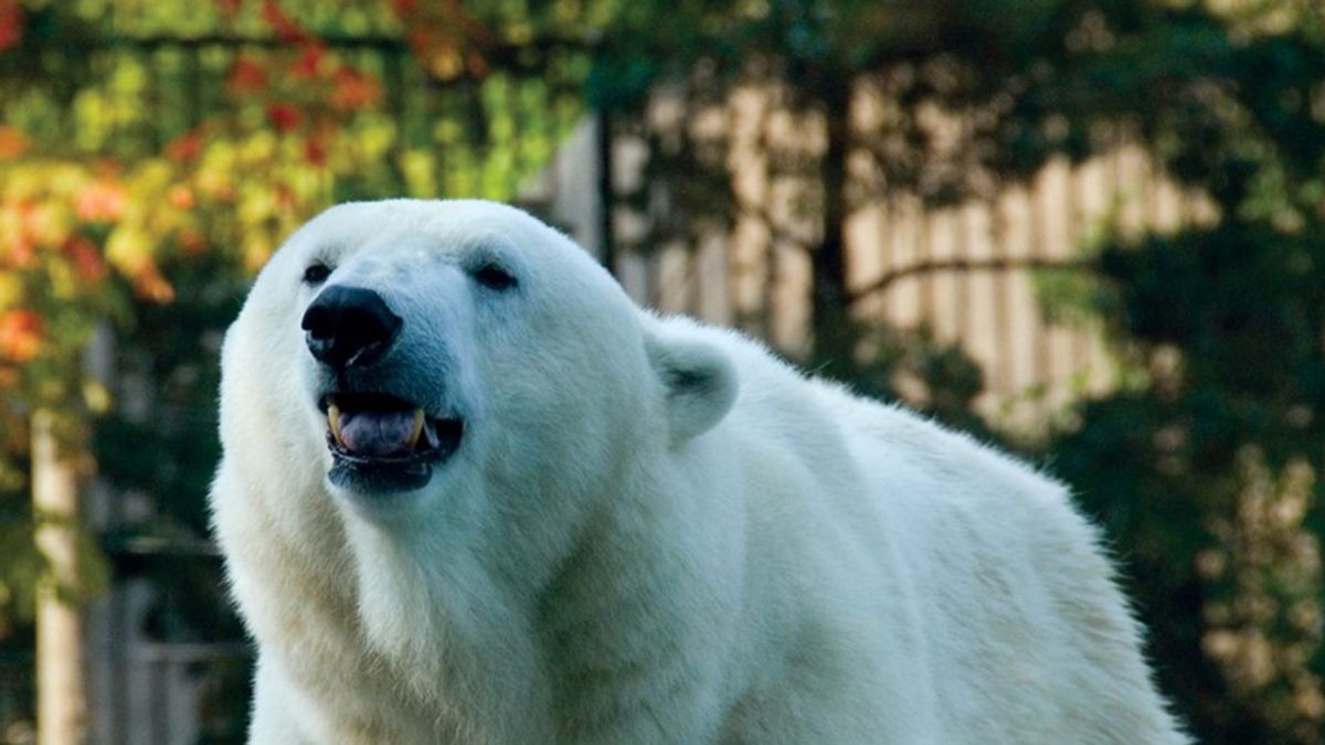 Muere el oso polar más longevo de Estados Unidos
