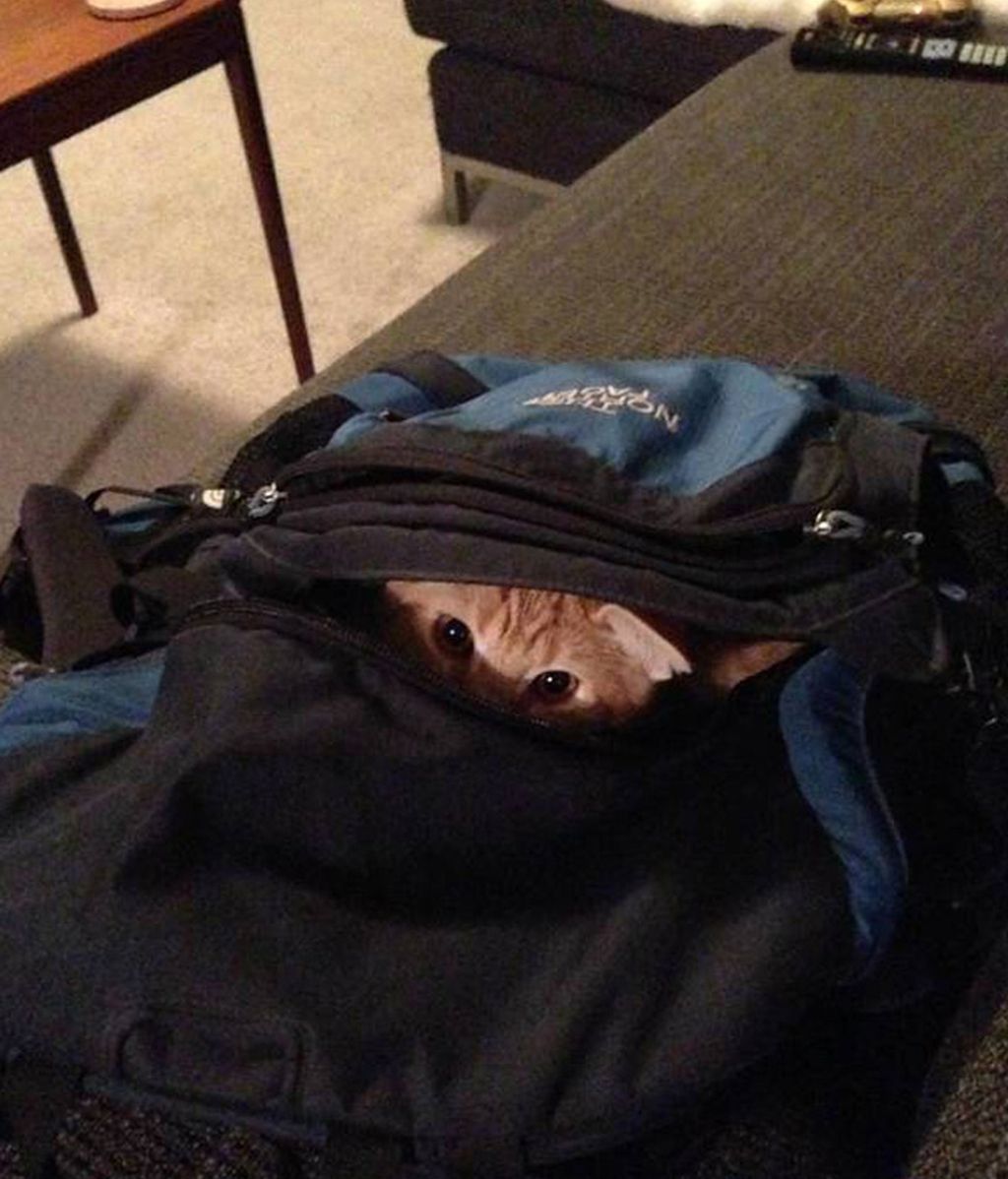 Las mascotas también quieren viajar