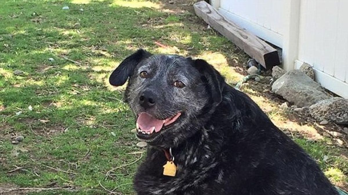 Perro custodia casa de su dueño durante meses, Ricky Bobby