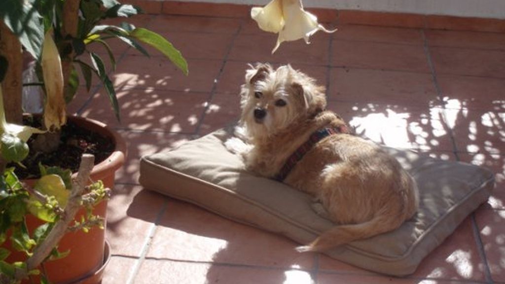 'Coco', también conocida como la perra de Màxim