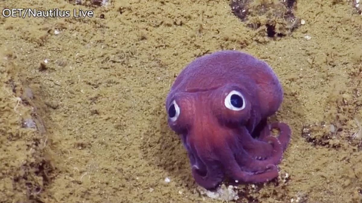 El calamar morado