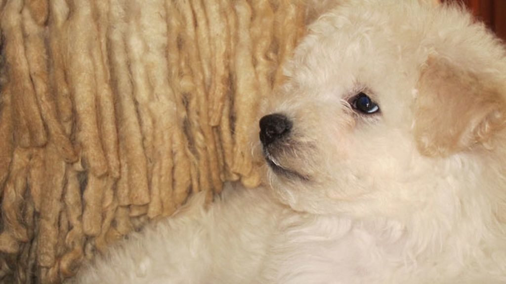 Zuckerberg tiene corazón y un perrito (del que es fan)