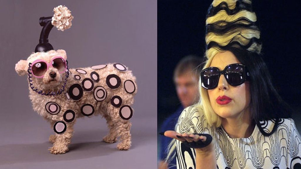 El caniche Max a lo 'Lady Gaga'