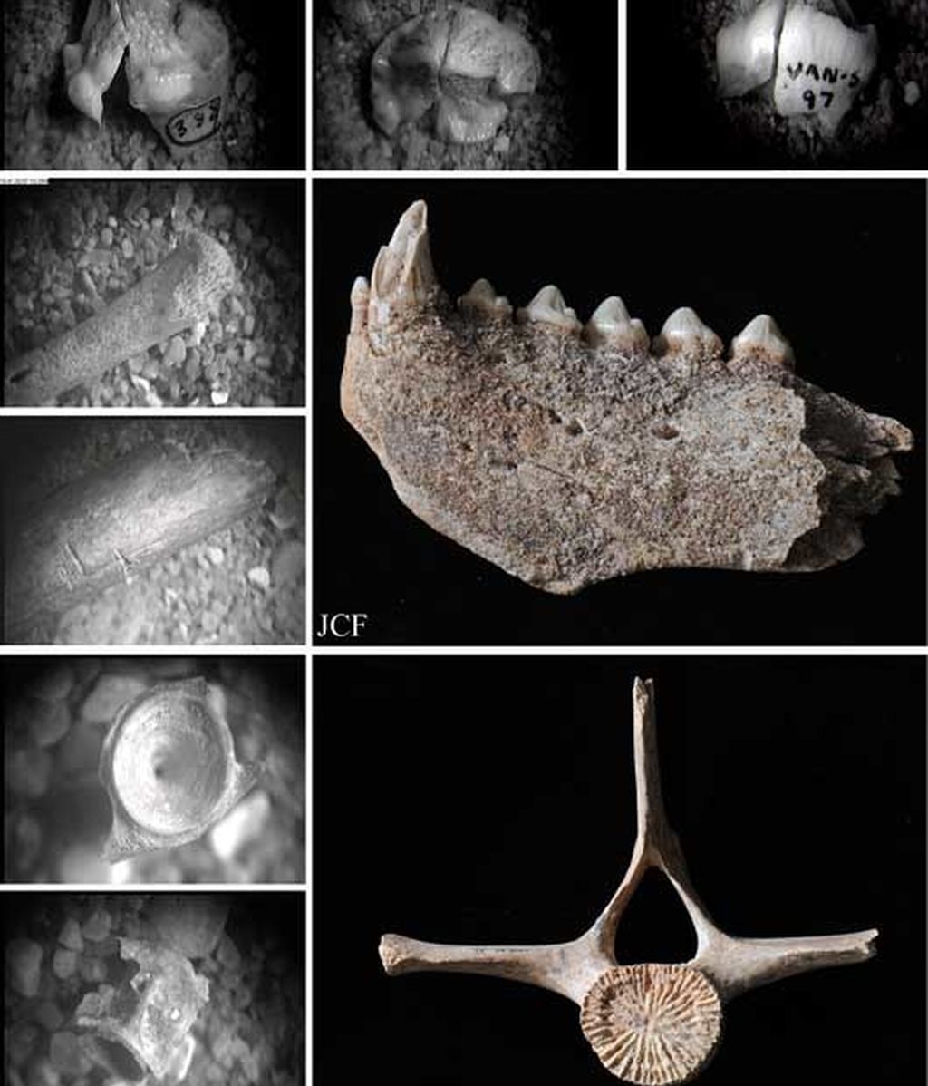 Investigación sobre los Neandertales