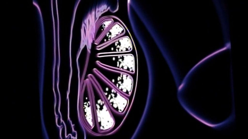 Cómo y de qué forma está constituido el semen