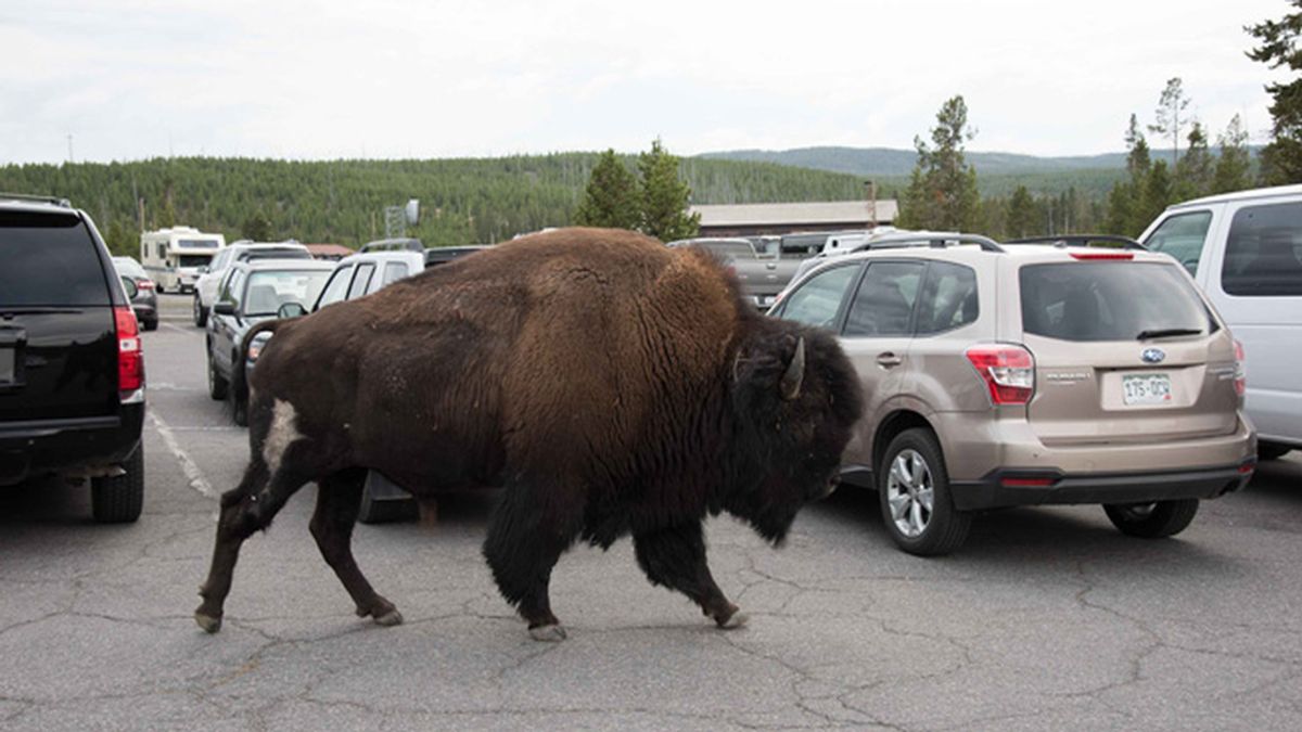 Un bisonte entre los coches