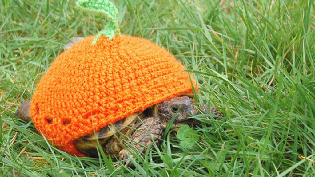 Las tortugas y sus trajes de ganchillo