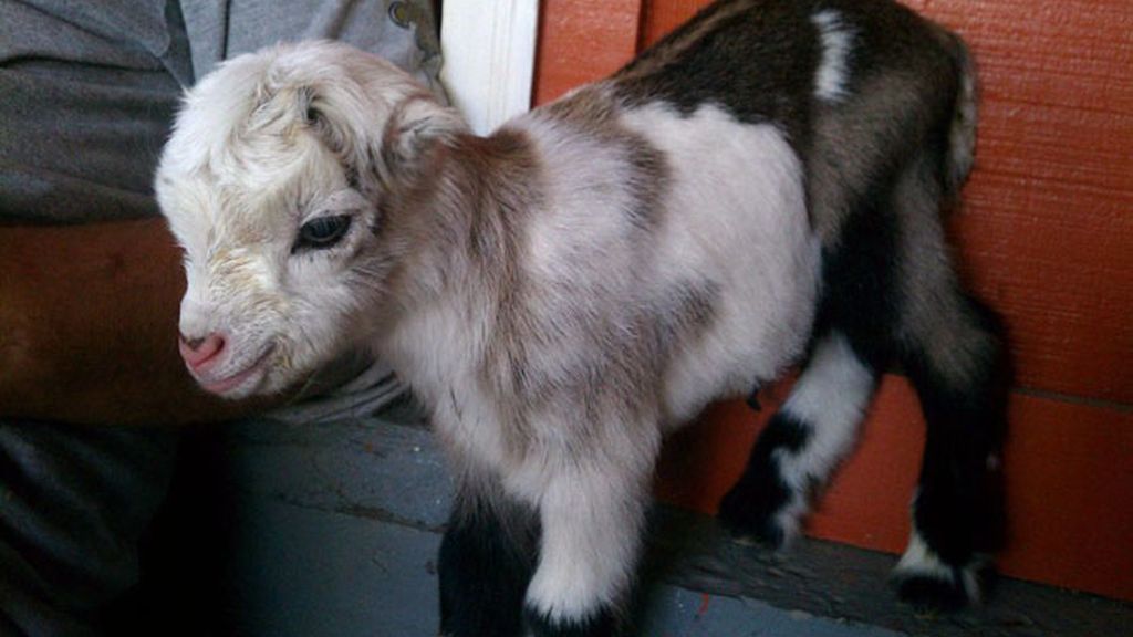 Cachorritos de emergencia