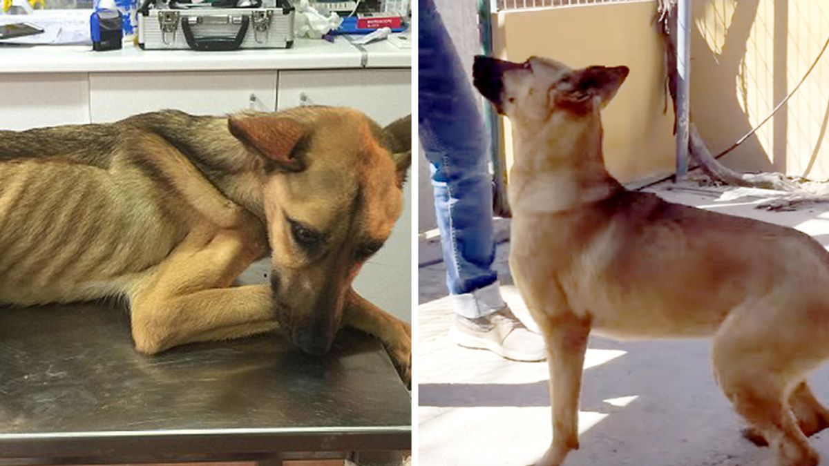 Antes y después del perro desnutrido