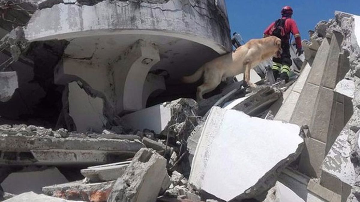 Dayko, el perro de rescate que murió tras salvar vidas en Ecuador