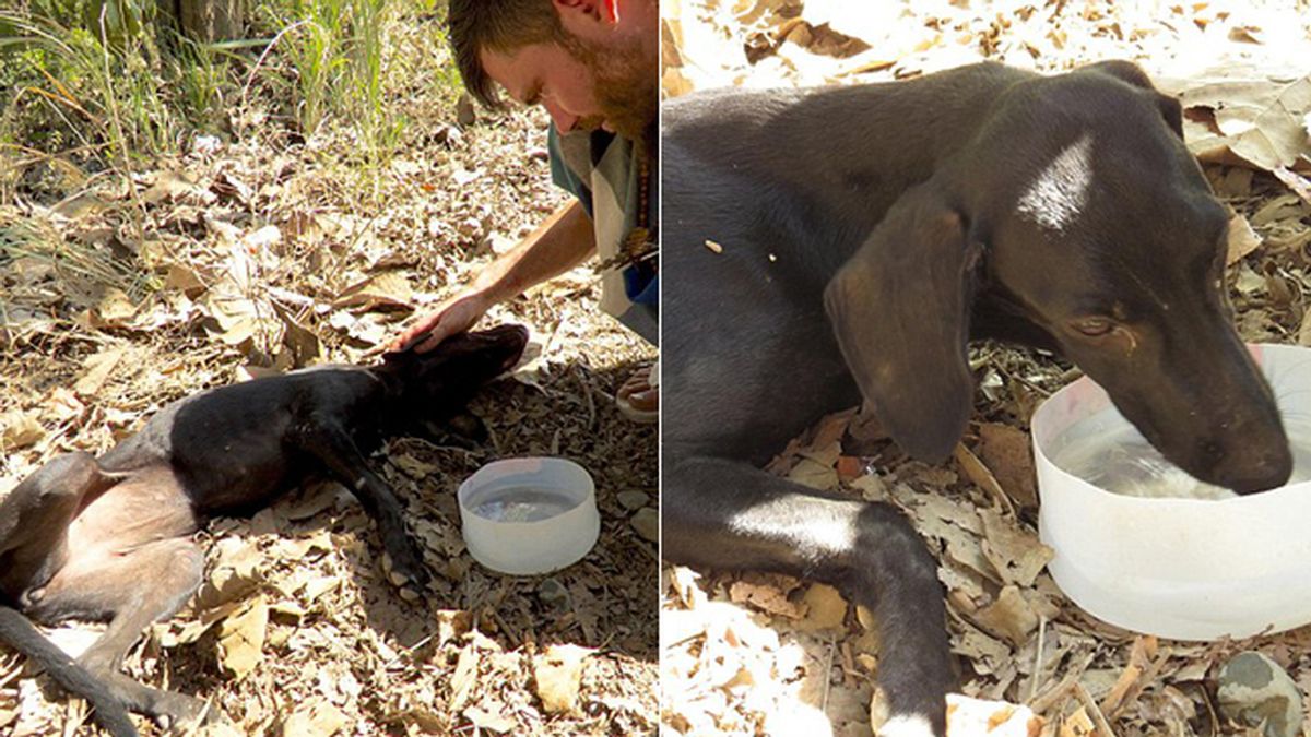 Al límite de sus fuerzas, un perro se desmaya y llora cuando le salvan