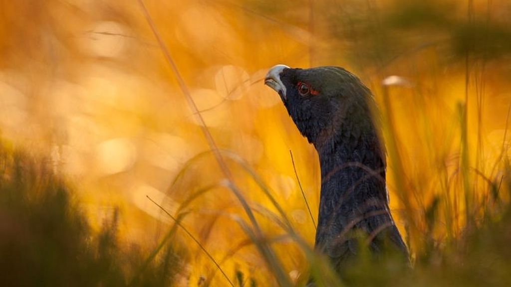 La naturaleza a concurso