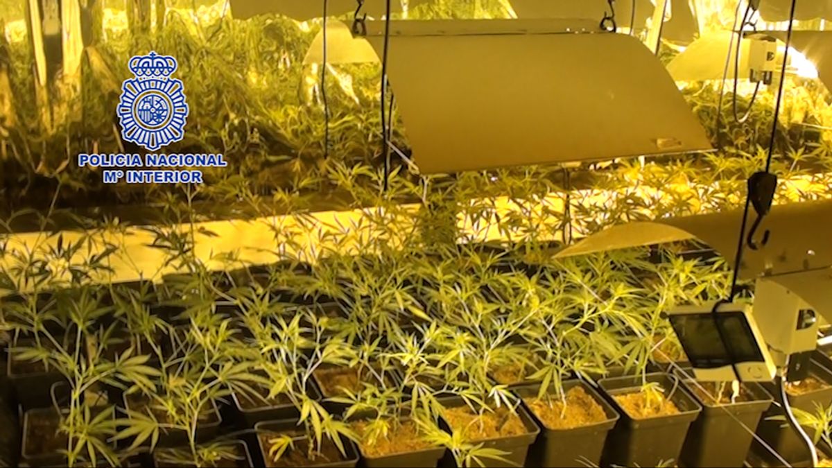La Policía se incauta de 1.800 plantas de marihuana en un chalet de la sierra de Madrid