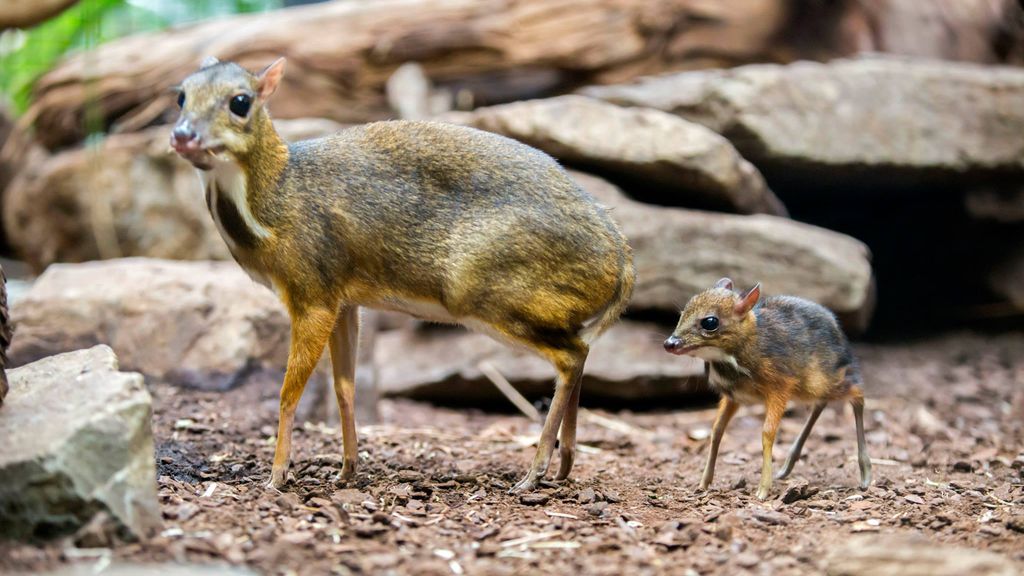 Un ciervo ratón de Java nacido en los Países Bajos en junio