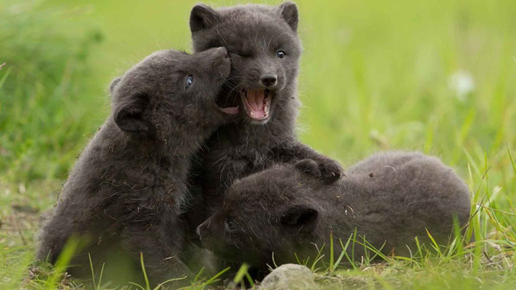 Los pequeños juegan y se divierten en Islandia