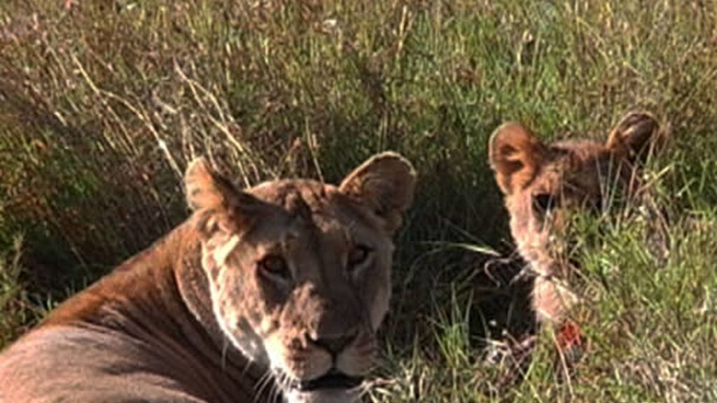 Leones en Kenia