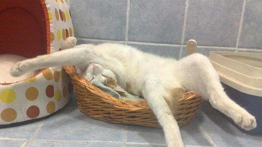 Cualquier lugar y momento es bueno para echar un sueño reparador