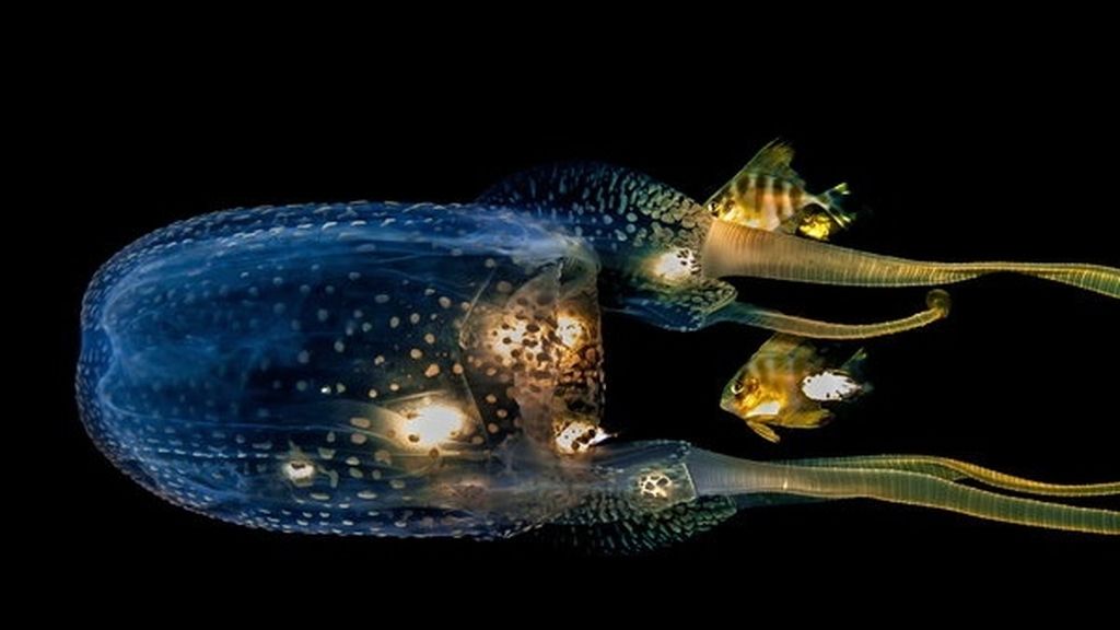 Inverosímil medusa en aguas tailandesas