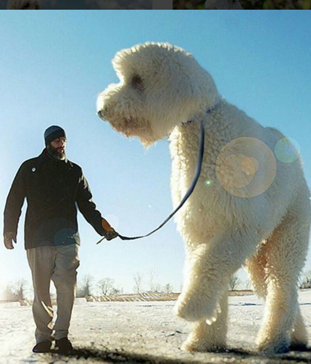 El fotógrafo venció la depresión con su mascota