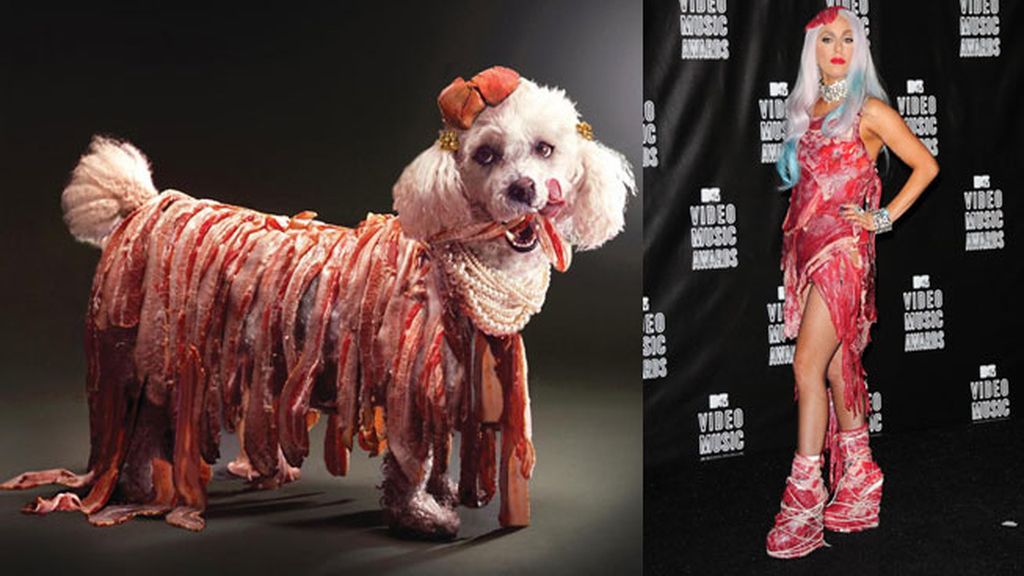 El caniche Max a lo 'Lady Gaga'