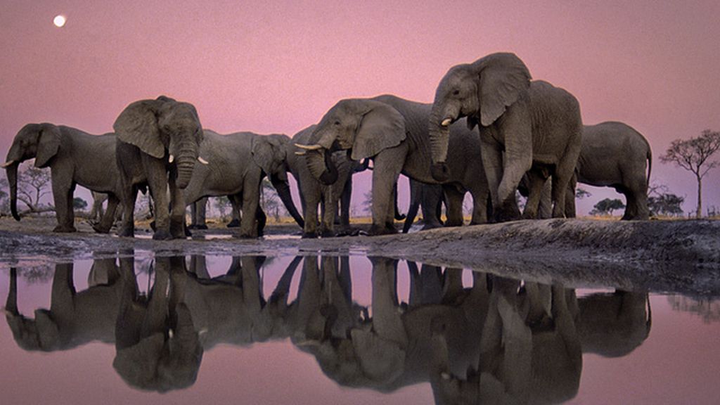 Increíbles imágenes del mundo salvaje