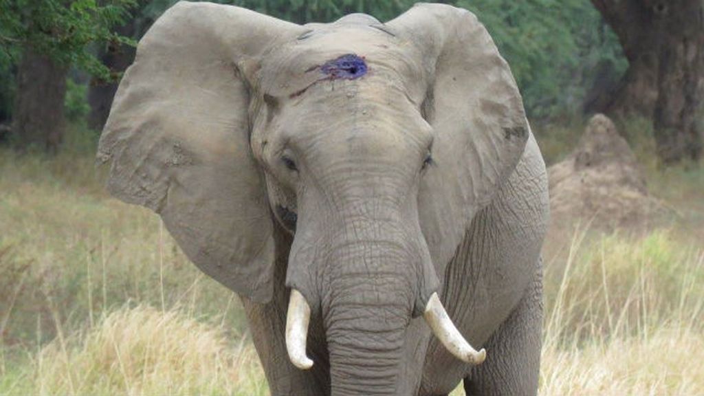 Un elefante sobrevive con un tiro en la cabeza durante 