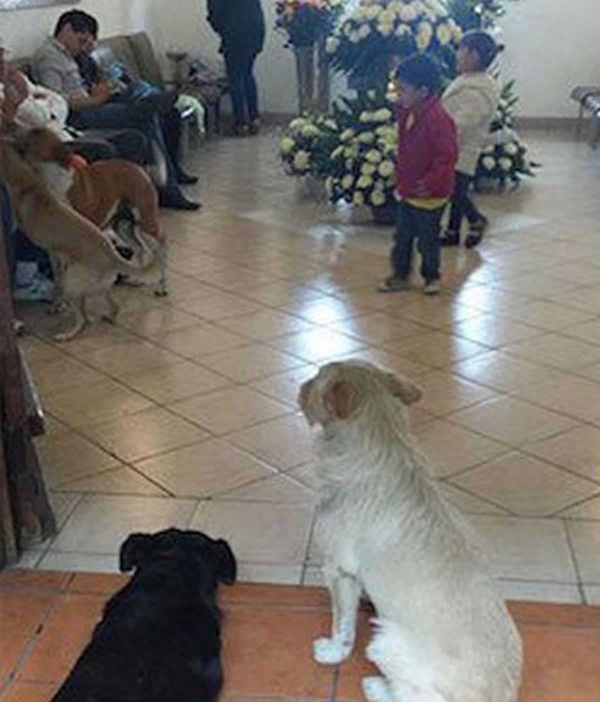 Numerosos perros callejeros asisten al funeral de la mujer que les daba de comer a diario