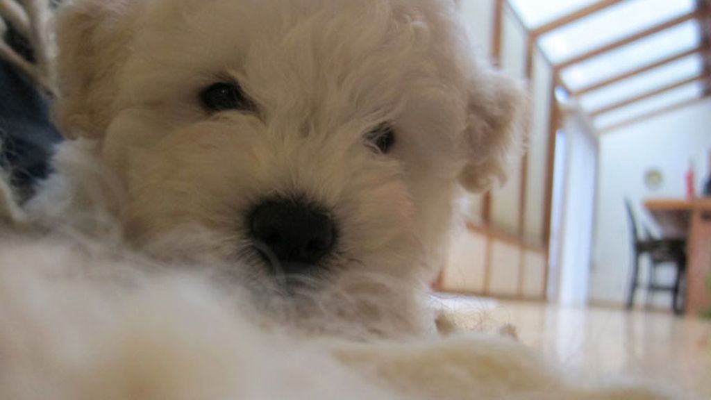 Zuckerberg tiene corazón y un perrito (del que es fan)