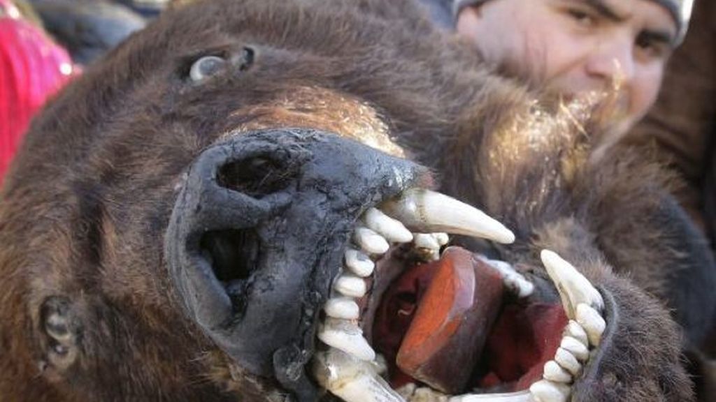 ¿Quién teme al oso feroz?