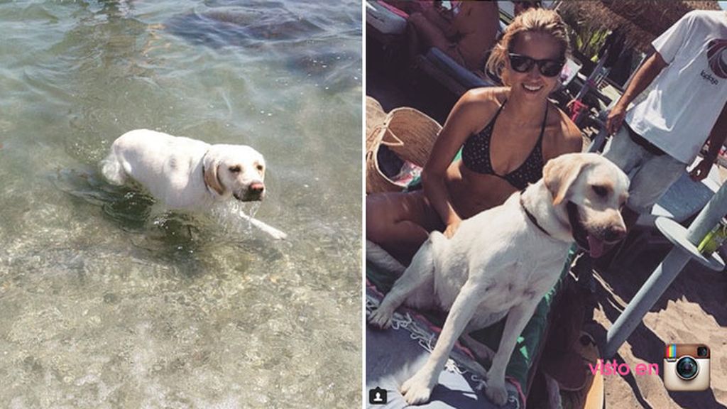 Oli es la perra que tenían en común Ana Fernández y Santi Trancho