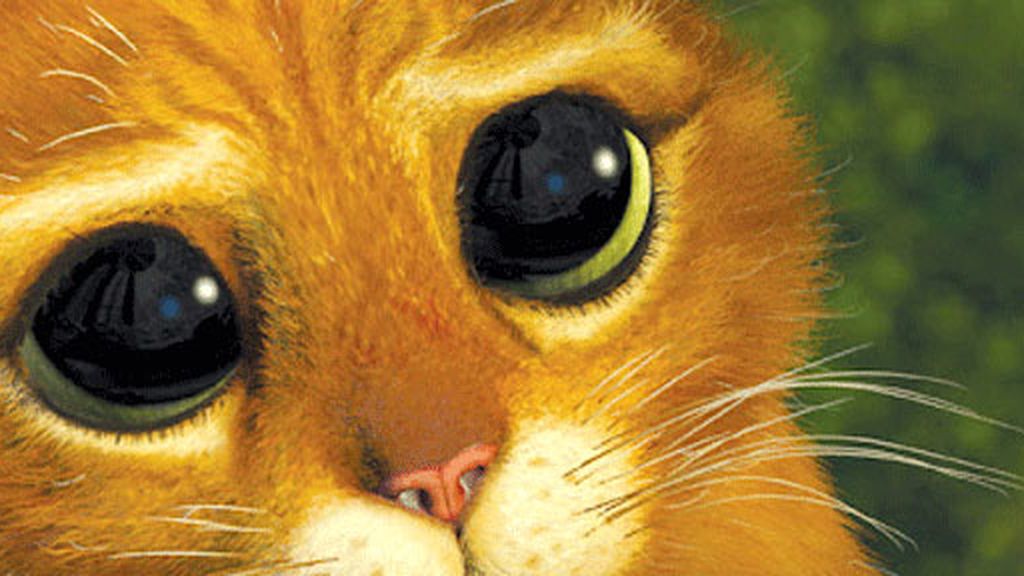 gato