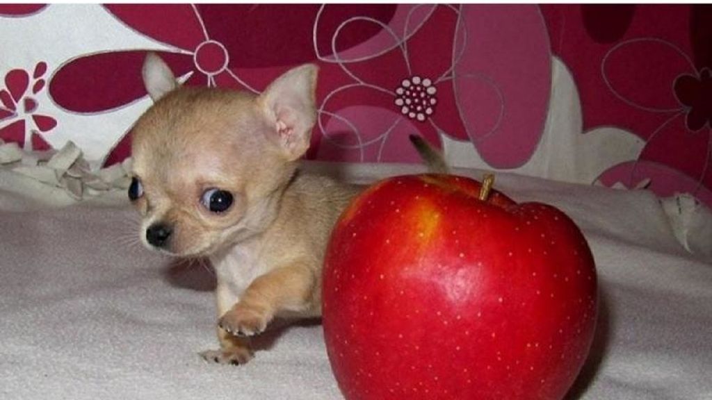 Este perro es aún más pequeño que un chiguagua normal