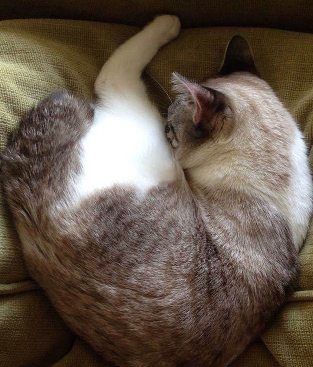 Un gato con dos patas, el rey de Instagram