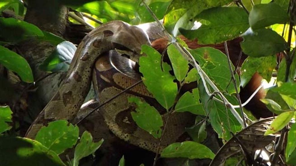 Impactantes imágenes de una serpiente devorando un mono