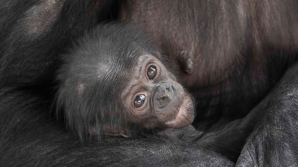 Retratos íntimos en el zoo