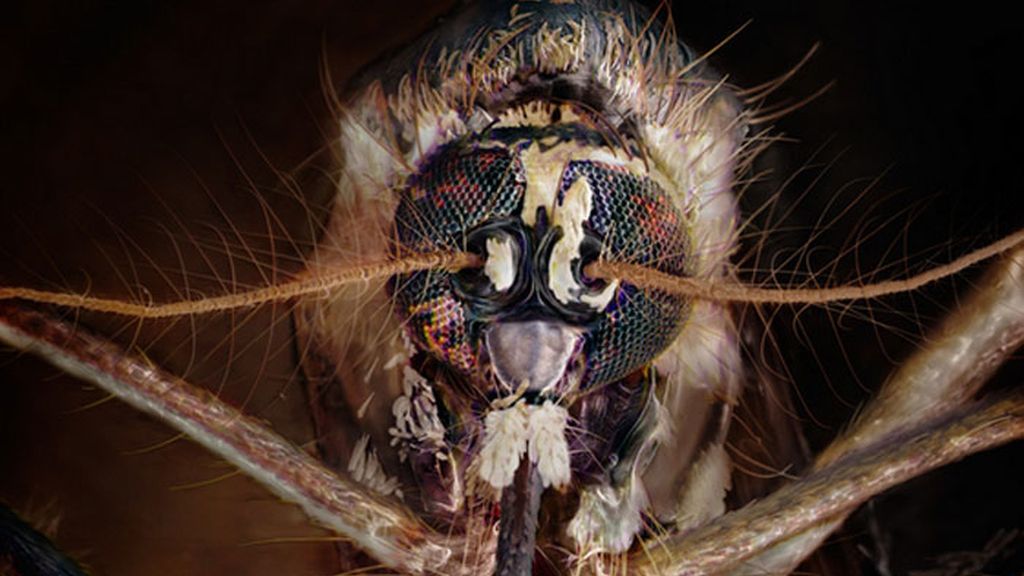 Daniel Kariko retrata la fauna microscópica que vive en nuestras casas