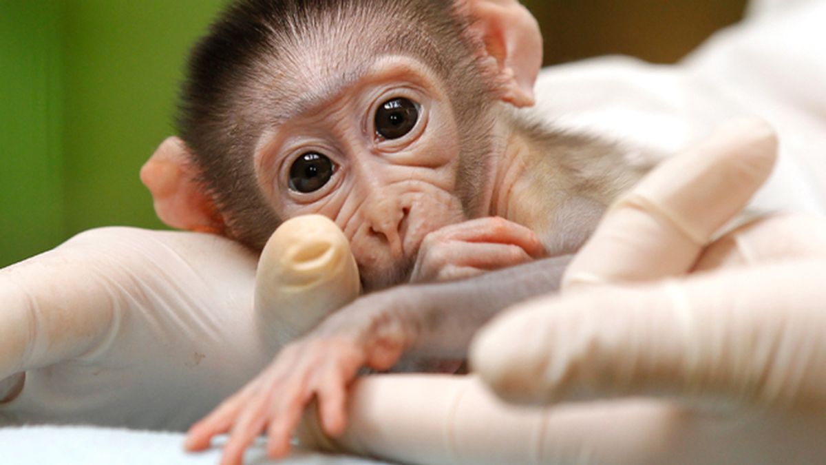 Nacen en china los primeros monos OGM