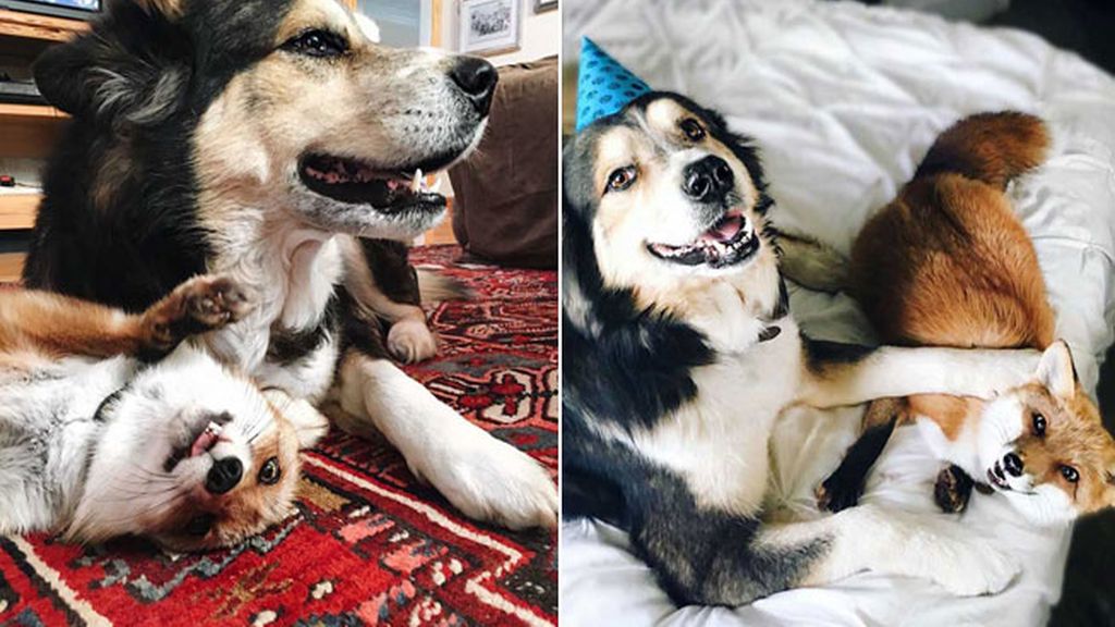 Un perro y un zorro, los mejores amigos